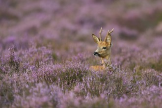 Western Roe Deer (Capreolus capreolus) buck in flowering heather, North Rhine-Westphalia, Germany