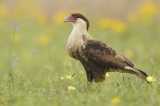 Northern Crested Caracara (Caracara cheriway) juvenile, Texas, USA