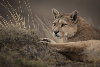 Puma, Torres del Paine National Park, Chile
