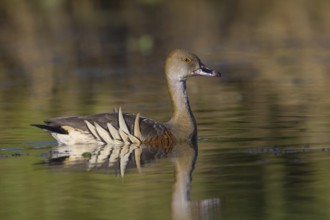 Plumed Whistling Duck (Dendrocygna eytoni), Queensland, Australia