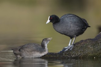 Eurasian Coot (Fulica atra) with juvenile, Victoria, Australia