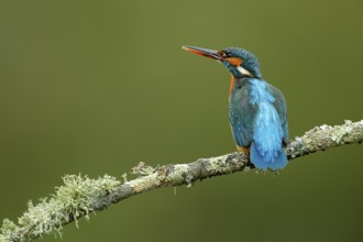 Common Kingfisher (Alcedo atthis) female perched on a branch, Andalusia, Spain