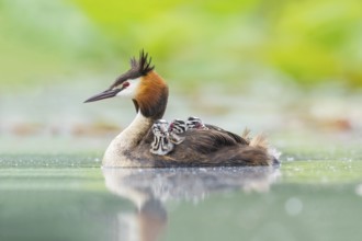Great Crested Grebe (Podiceps cristatus) with chicks, Piedmont, Italy