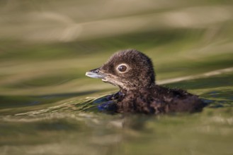 Great Northern Loon (Gavia immer) juvenile, British Columbia, Canada