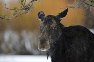 Moose (Alces alces) close-up of female, Grand Teton National Park, USA