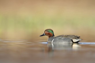 Green-winged Teal (Anas carolinensis) male, British Columbia, Canada