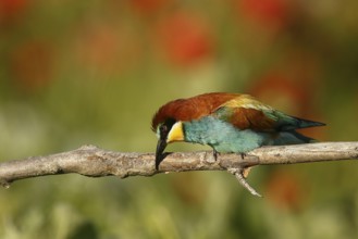 European Bee-eater (Merops apiaster) cleaning bill, Piedmont, Italy