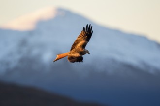 Red Kite (Milvus milvus) flying, Madrid, Spain