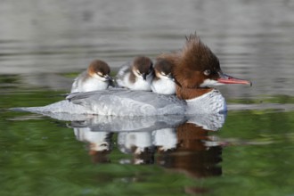 Common Merganser (Mergus merganser) female with chicks, Bavaria, Germany