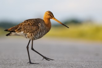 Black-tailed Godwit (Limosa limosa), Netherlands
