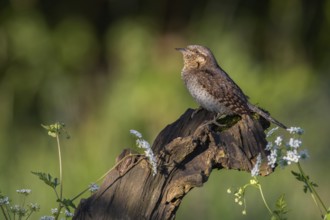 Eurasian Wryneck (Jynx torquilla) perched on a stump, Poland
