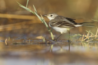 Yellow Wagtail - Schafstelze - Motacilla flava, Oman