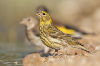 Serin - Girlitz - Serinus serinus, Croatia, female adult
