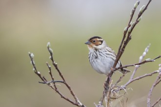 Little Buntint - Zwergammer - Emberiza pusilla, Russia