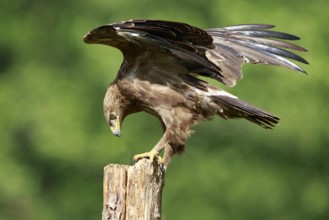 Lesser Spotted Eagle (Clanga pomarina) perched on a pale, Poland