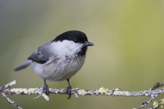 Willow Tit - Weidenmeise - Poecile montanus ssp. uralensis, Russia (Ural)