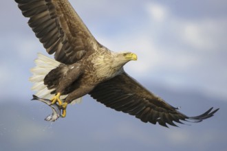 White-tailed Eagle (Haliaeetus albicilla) flying, Nord-Trondelag, Norway