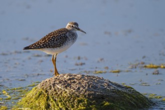 Wood Sandpiper (Tringa glareola), Greece