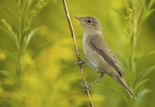 Eurasian Reed Warbler (Acrocephalus scirpaceus), Mecklenburg-Western Pomerania, Germany