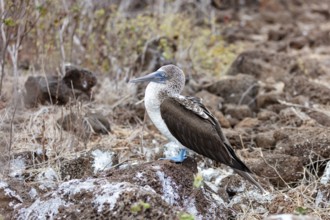 Blue-footed Booby (Sula nebouxii), Galapagos, Ecuador