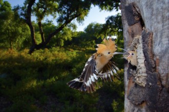 Eurasian Hoopoe (Upupa epops) feeding young in nest hole, Andalusia, Spain