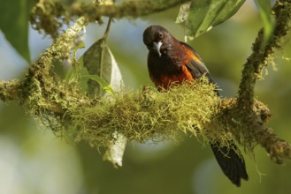 Martinique oriole (Icterus bonana) perched on a branch on the Caribbean Island of Martinique