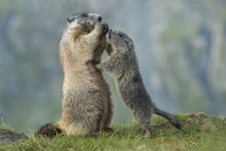Alpine Marmot (Marmota marmota) adult with young, High Tauern National Park, Carinthia, Austria