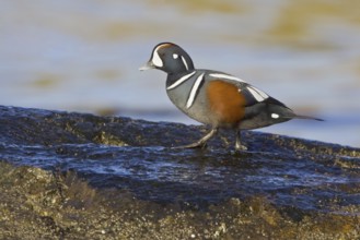 Harlequin Duck (Histrionicus histrionicus) male, British Columbia, Canada
