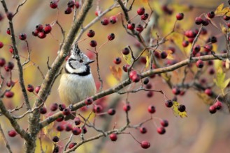 European Crested Tit (Lophophanes cristatus) perched on a branch, Andalusia, Spain