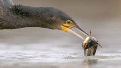 Great Cormorant (Phalacrocorax carbo) with captured Black bullhead (Ameiurus melas) prey in beak,