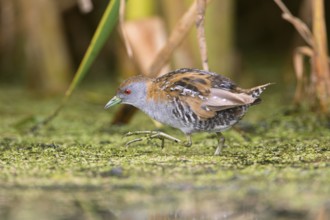 Baillon's Crake (Porzana pusilla palustris) foraging, Victoria, Australia