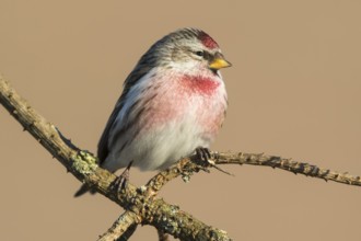 Common Redpoll (Acanthis flammea) male perched on a branch, Netherlands