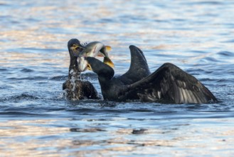 Great Cormorant (Phalacrocorax carbo) fighting for a European perch (Perca fluviatilis) prey,
