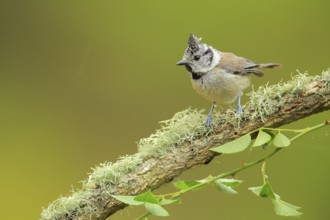 European Crested Tit (Lophophanes cristatus) perched on lichen branch, Andalusia, Spain