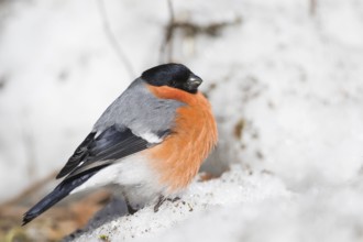 Northern Bullfinch - Gimpel - Pyrrhula pyrrhula europoea, Germany, male adult