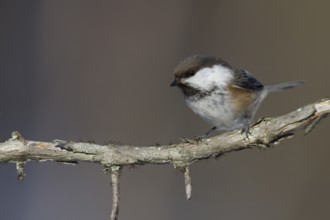 Siberian Tit (Grey-headed Chickadee) - Lapplandmeise - Poecile cinctus