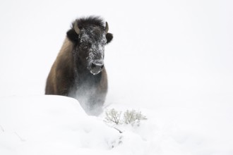 American Bison (Bos bison) portrait in snowy countryside, Yellowstone National Park, Wyoming, USA