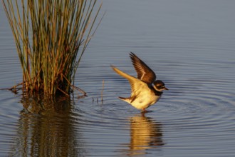 Common Ringed Plover (Charadrius hiaticula), Mallorca, Spain