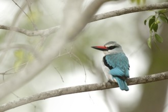 Woodland Kingfisher (Halcyon senegalensis), Kruger National Park, South Africa