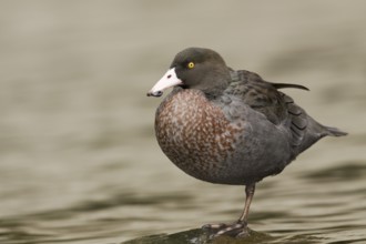 Blue Duck (Hymenolaimus malacorhynchos), New Zealand