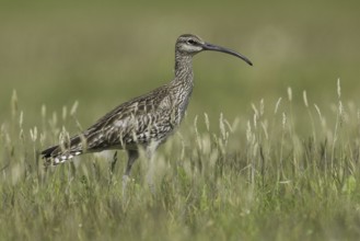 Whimbrel (Numenius phaeopus), Iceland