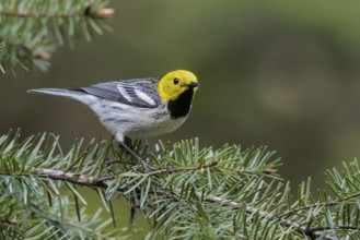 Hermit Warbler (Setophaga occidentalis) perched on a branch in Washington State, USA
