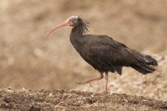 Northern Bald Ibis (Geronticus eremita), Morocco