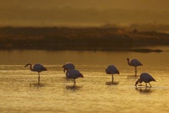 Greater Flamingo (Phoenicopterus roseus), Greece
