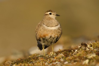Eurasian Dotterel (Charadrius morinellus), Grisons, Switzerland