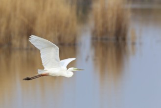 Great Egret (Ardea alba) flying, Lake Neusiedl, Austria