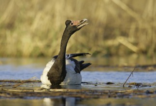 Magpie Goose (Anseranas semipalmata), Victoria, Australia