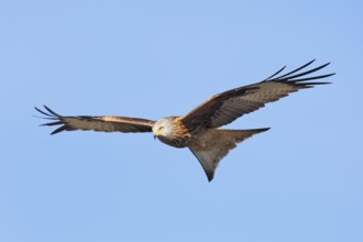 Red Kite (Milvus milvus) flying, Mecklenburg-Western Pomerania, Germany