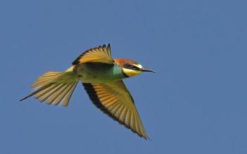 Bienenfresser (Merops apiaster)