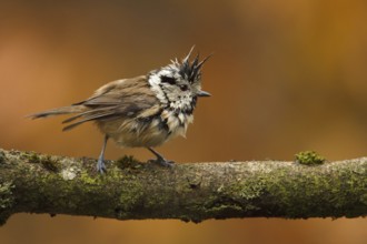 European Crested Tit (Lophophanes cristatus), Utrecht, Netherlands